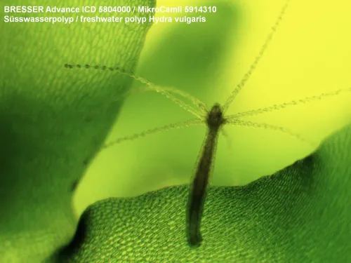 fotografía microscopio Bresser Advance ICD 10–160x,  5
