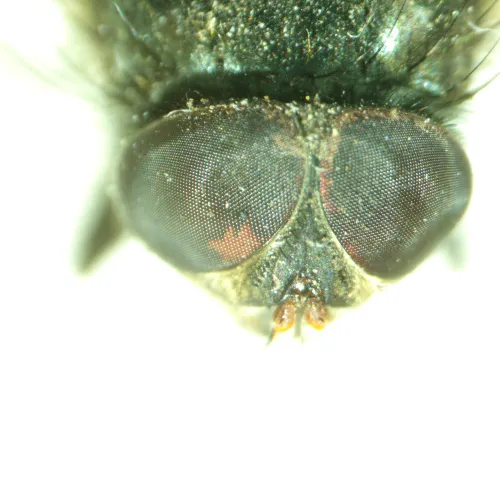 imagen estereomicroscopio MAGUS Stereo A8,  14