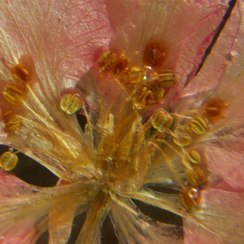 imagen estereomicroscopio MAGUS Stereo A6,  16