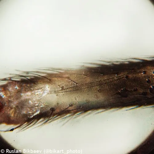 fotografía microscopio Levenhuk Rainbow 50L PLUS,  26