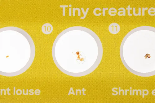 foto set de 12 preparaciones Levenhuk Discovery Fauna,  6