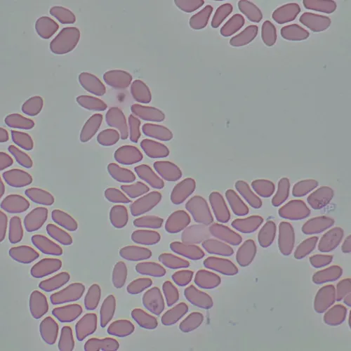 foto microscopio biológico MAGUS Bio 290T,  27