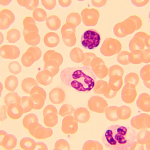 imagen microscopio biológico MAGUS Bio 250B,  20