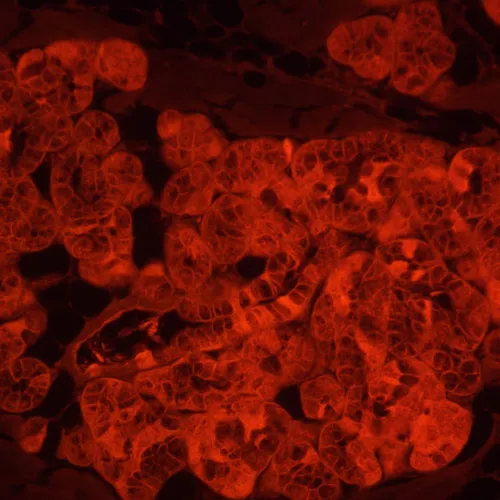 gráfico microscopio invertido digital de fluorescencia MAGUS Lum VD500L,  23