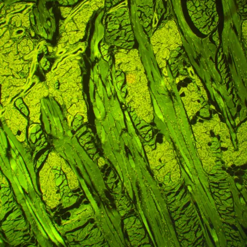 foto microscopio de fluorescencia MAGUS Lum 460L,  21