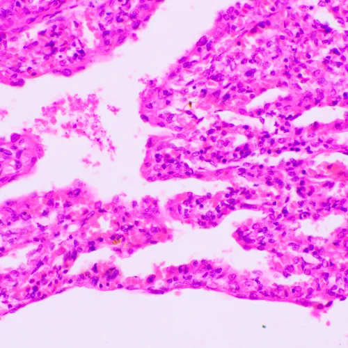 imagen microscopio biológico MAGUS Bio 270T,  23