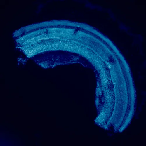 foto microscopio de fluorescencia MAGUS Lum 460L,  23