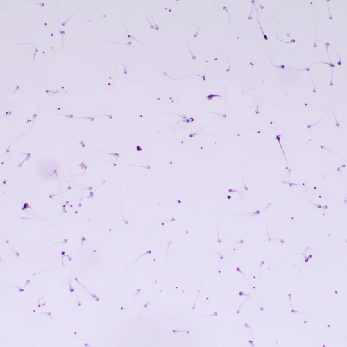 gráfico microscopio biológico MAGUS Bio 260T,  22