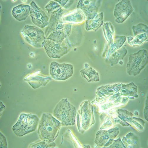 gráfico microscopio biológico invertido digital MAGUS Bio VD360,  26