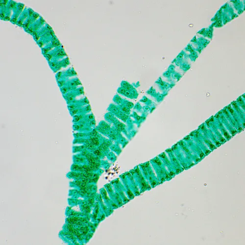 fotografía microscopio biológico MAGUS Bio 250T,  25