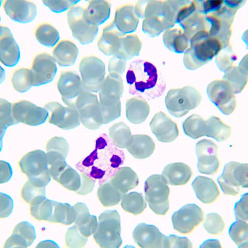 fotografía microscopio biológico digital MAGUS Bio D230TL,  24