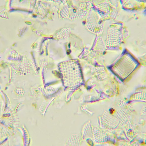 foto microscopio biológico MAGUS Bio 290T,  26