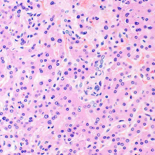 fotografía microscopio digital biológico MAGUS Bio D290T LCD,  34