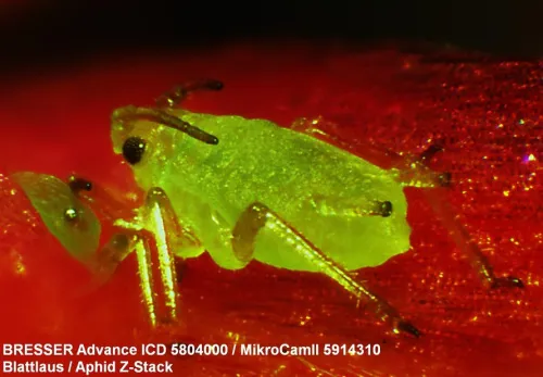 fotografía microscopio Bresser Advance ICD 10–160x,  3