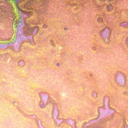 fotografía microscopio metalúrgico invertido MAGUS Metal V790 DIC,  22