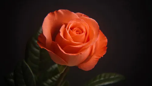 fotografía fototelescopio Levenhuk Kelvin MAK60 mini AZ,  21