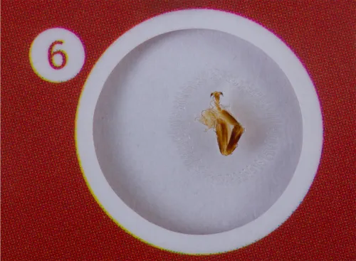 fotografía set de preparaciones Levenhuk LabZZ CP24: criaturas y plantas,  8