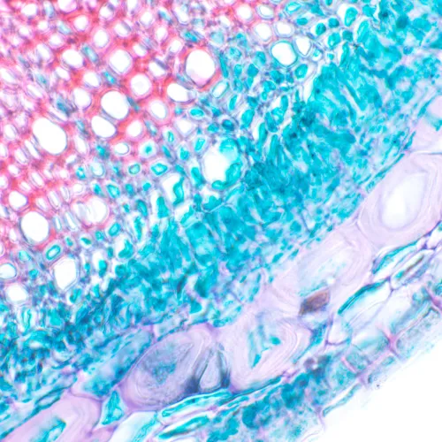 gráfico microscopio biológico digital MAGUS Bio D230T,  24