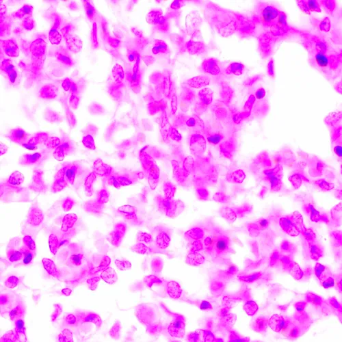 imagen microscopio biológico MAGUS Bio 270T,  24