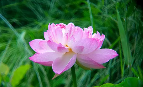 imagen fototelescopio Levenhuk Kelvin MAK80 AZ,  20