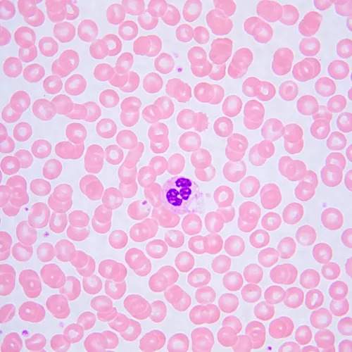 gráfico microscopio biológico MAGUS Bio 240T,  24