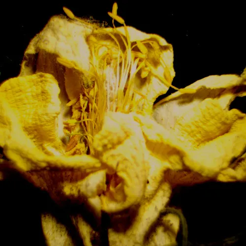 foto estereomicroscopio digital MAGUS Stereo D9T,  27