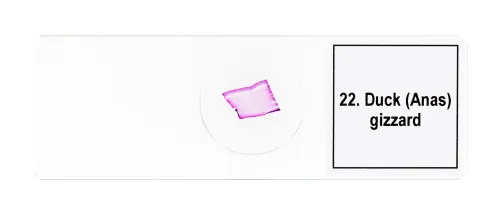 fotografía set de preparaciones para microscopio Levenhuk Discovery Prof DPS 25. «Biología, Aves, etc.»,  11