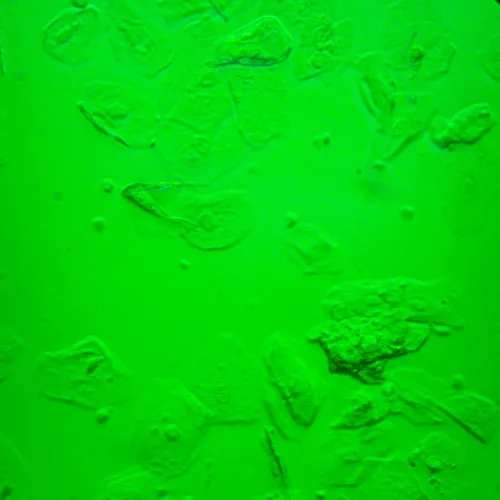 foto microscopio biológico invertido digital MAGUS Bio VD360 LCD,  30