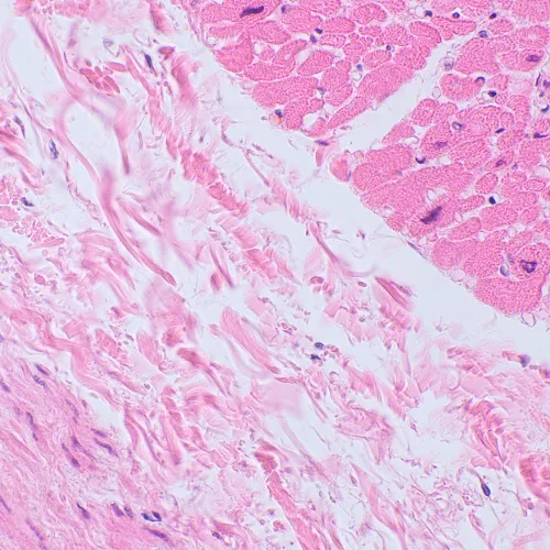 fotografía microscopio biológico digital MAGUS Bio D250TL,  27