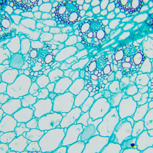 gráfico microscopio biológico MAGUS Bio 260T,  20