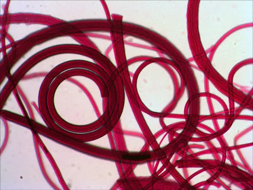 fotografía set de preparaciones Levenhuk N10 NG,  8