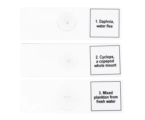 imagen set de preparaciones para microscopio Levenhuk Discovery Prof DPS 5. «Vida en una gota de agua»,  6