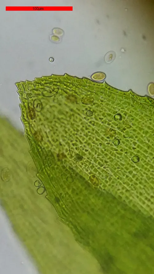 fotografía microscopio Bresser Erudit Basic 40–400x,  18