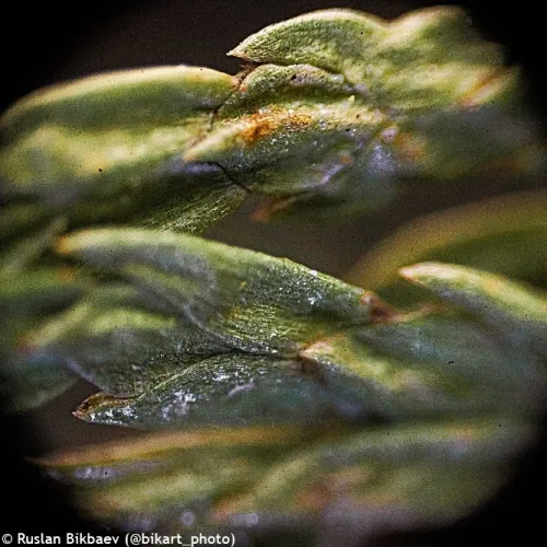 fotografía microscopio Levenhuk Rainbow 50L PLUS,  23