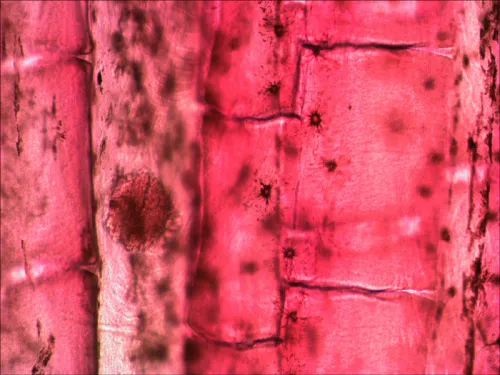 fotografía set de preparaciones Levenhuk N10 NG,  9