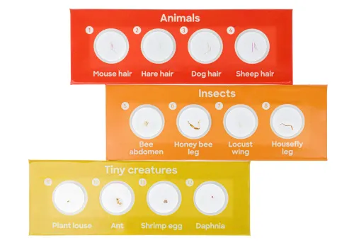 foto set de 12 preparaciones Levenhuk Discovery Fauna,  3