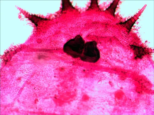 imagen set de preparaciones Levenhuk N20 NG,  12